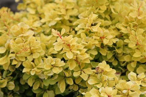 Japanese Barberry (Berberis thunbergii Bonanza Gold®) in the 